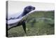 Antarctica Fur Seal Pup (Arctocephalus Gazella), South Georgia, Polar Regions-Michael Nolan-Premier Image Canvas