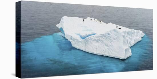 Antarctica, Gentoo, penguins, iceberg-George Theodore-Premier Image Canvas