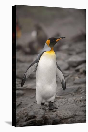 Antarctica, King Penguin, walking-George Theodore-Premier Image Canvas