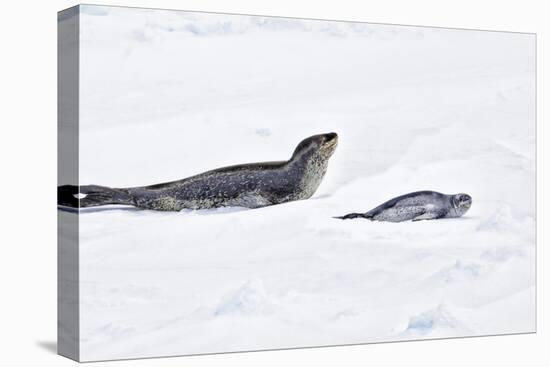 Antarctica. Leopard Seal and Pup-Janet Muir-Premier Image Canvas