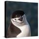 Antarctica, penguin, headshot-George Theodore-Premier Image Canvas