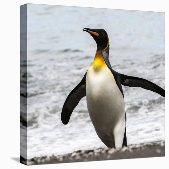 Antarctica, penguin, King-George Theodore-Premier Image Canvas