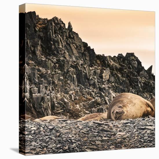 Antarctica Peninsula, Elephant Seal Rests on the Rocks-Janet Muir-Premier Image Canvas