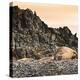 Antarctica Peninsula, Elephant Seal Rests on the Rocks-Janet Muir-Premier Image Canvas