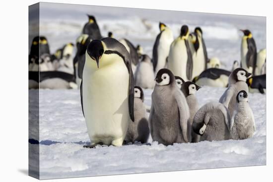 Antarctica, Snow Hill. A group of emperor penguin chicks huddle near and adult-Ellen Goff-Premier Image Canvas