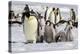 Antarctica, Snow Hill. A group of emperor penguin chicks huddle near and adult-Ellen Goff-Premier Image Canvas