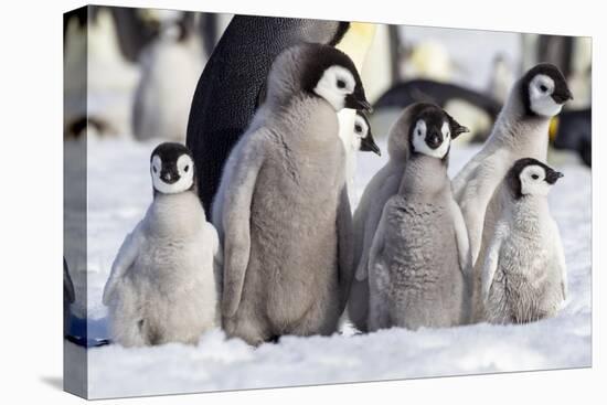 Antarctica, Snow Hill. A group of emperor penguin chicks huddle together-Ellen Goff-Premier Image Canvas