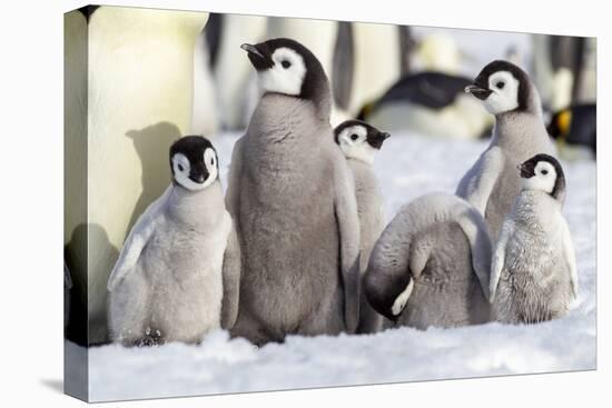 Antarctica, Snow Hill. A group of emperor penguin chicks huddle together-Ellen Goff-Premier Image Canvas