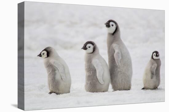 Antarctica, Snow Hill. A group of emperor penguin chicks move from one area of the rookery-Ellen Goff-Premier Image Canvas