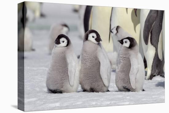 Antarctica, Snow Hill. A group of emperor penguin chicks stand together waiting for their parents-Ellen Goff-Premier Image Canvas