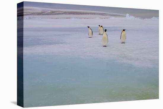 Antarctica, Snow Hill. A group of emperor penguins pause on their way to the sea.-Ellen Goff-Premier Image Canvas