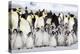 Antarctica, Snow Hill. A large number of chicks huddle together at the edge of the rookery.-Ellen Goff-Premier Image Canvas