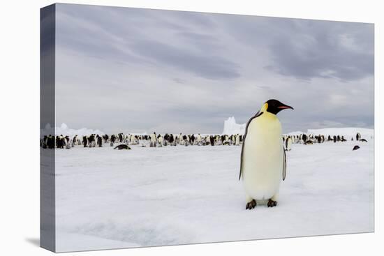 Antarctica, Snow Hill. A single adult emperor penguin stands in front of the colony.-Ellen Goff-Premier Image Canvas