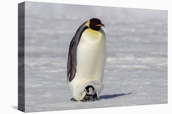 Antarctica, Snow Hill. A very small chick sits on its parent's feet.-Ellen Goff-Premier Image Canvas