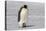 Antarctica, Snow Hill. A very small chick sits on its parent's feet.-Ellen Goff-Premier Image Canvas