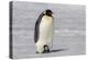 Antarctica, Snow Hill. A very small chick sits on its parent's feet.-Ellen Goff-Premier Image Canvas