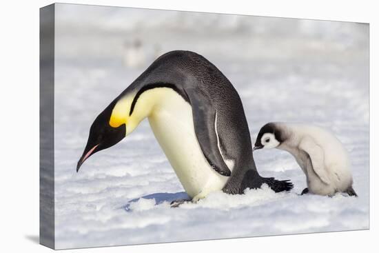 Antarctica, Snow Hill. A young chick trudges behind an adult emperor penguin.-Ellen Goff-Premier Image Canvas