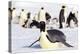 Antarctica, Snow Hill. An emperor penguin adult lies in the snow at the edge of the rookery.-Ellen Goff-Premier Image Canvas