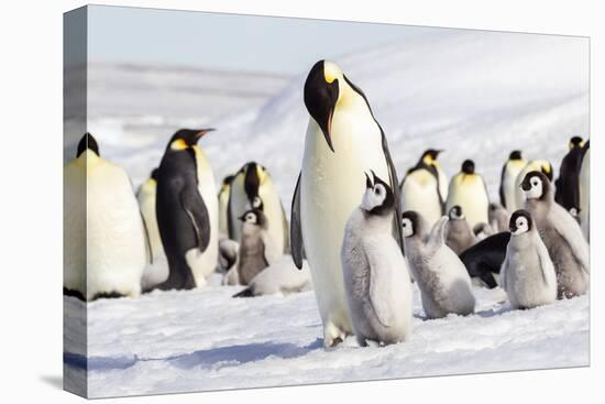 Antarctica, Snow Hill. An emperor penguin chick begs for food from an adult.-Ellen Goff-Premier Image Canvas