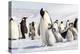 Antarctica, Snow Hill. An emperor penguin chick begs for food from an adult.-Ellen Goff-Premier Image Canvas