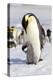 Antarctica, Snow Hill. An emperor penguin chick interacts with its parent, hoping to get fed.-Ellen Goff-Premier Image Canvas