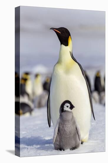 Antarctica, Snow Hill. An emperor penguin chick interacts with its parent, hoping to get fed.-Ellen Goff-Premier Image Canvas