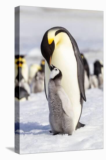 Antarctica, Snow Hill. An emperor penguin chick interacts with its parent, hoping to get fed.-Ellen Goff-Premier Image Canvas