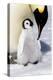 Antarctica, Snow Hill. An emperor penguin chick is tended to by its parent.-Ellen Goff-Premier Image Canvas