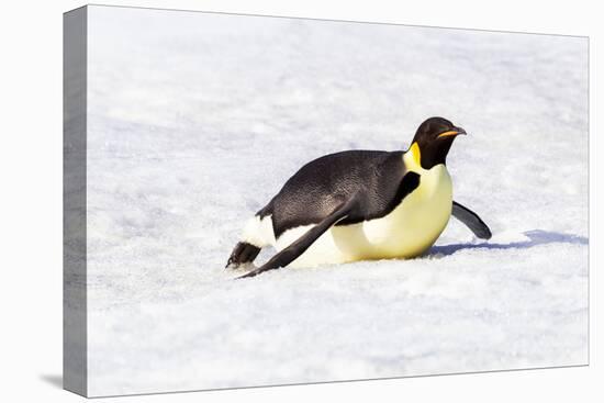 Antarctica, Snow Hill. An emperor penguin propels itself on its belly-Ellen Goff-Premier Image Canvas