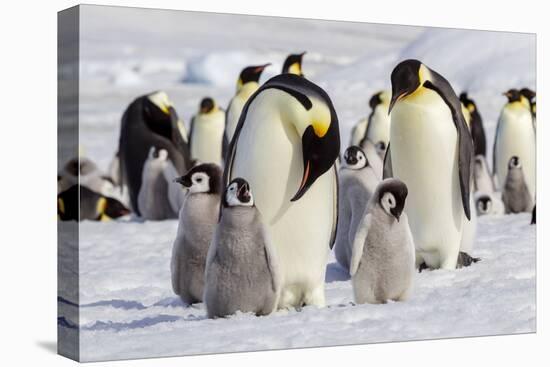 Antarctica, Snow Hill. Emperor penguin chicks stand near an adult in the hopes of being fed.-Ellen Goff-Premier Image Canvas