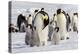 Antarctica, Snow Hill. Emperor penguin chicks stand near an adult in the hopes of being fed.-Ellen Goff-Premier Image Canvas