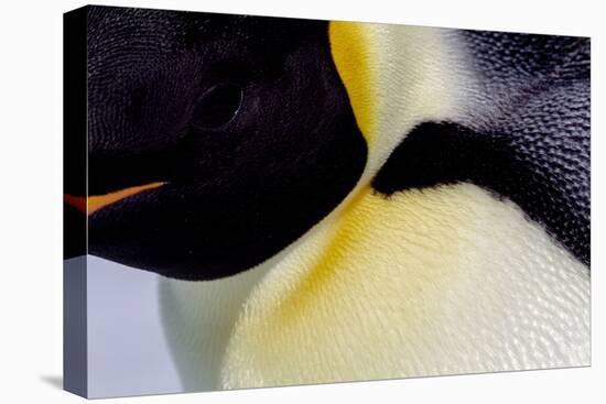 Antarctica, Snow Hill. Headshot of an emperor penguin adult showing the beautiful coloration.-Ellen Goff-Premier Image Canvas