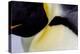 Antarctica, Snow Hill. Headshot of an emperor penguin adult showing the beautiful coloration.-Ellen Goff-Premier Image Canvas