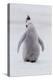 Antarctica, Snow Hill. Portrait of a penguin chick.-Ellen Goff-Premier Image Canvas