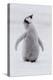 Antarctica, Snow Hill. Portrait of a penguin chick.-Ellen Goff-Premier Image Canvas