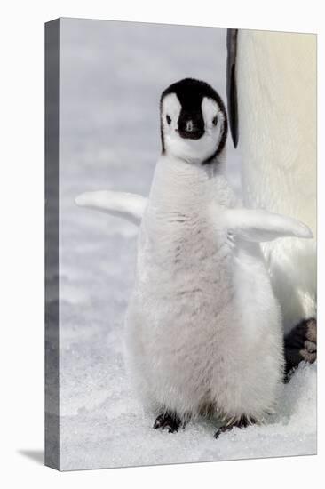 Antarctica, Snow Hill. Portrait of an emperor penguin chick flapping its wings.-Ellen Goff-Premier Image Canvas