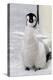 Antarctica, Snow Hill. Portrait of an emperor penguin chick flapping its wings.-Ellen Goff-Premier Image Canvas