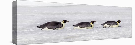 Antarctica, Snow Hill. Three emperor penguin adults return to the colony on their bellies-Ellen Goff-Premier Image Canvas