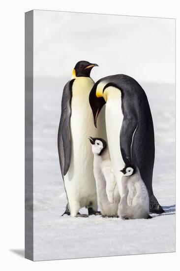 Antarctica, Snow Hill. Two adults stand next to their chick while a smaller chick stands nearby.-Ellen Goff-Premier Image Canvas
