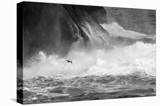 Antarctica, South Atlantic. Cormorant Flying over Frothing Sea-Bill Young-Premier Image Canvas