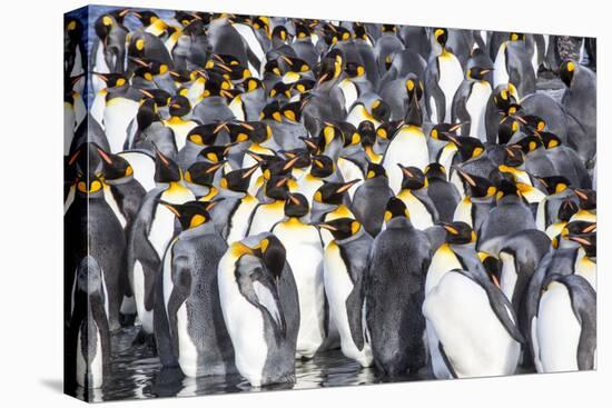 Antarctica, South Georgia Island, Salisbury Plain, King Penguins-Hollice Looney-Premier Image Canvas