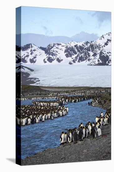 Antarctica, South Georgia Island. St. Andrew's Bay, King Penguins in mountain landscape.-Hollice Looney-Premier Image Canvas
