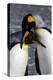 Antarctica, South Georgia Island. St. Andrew's Bay, pair of King Penguins-Hollice Looney-Premier Image Canvas