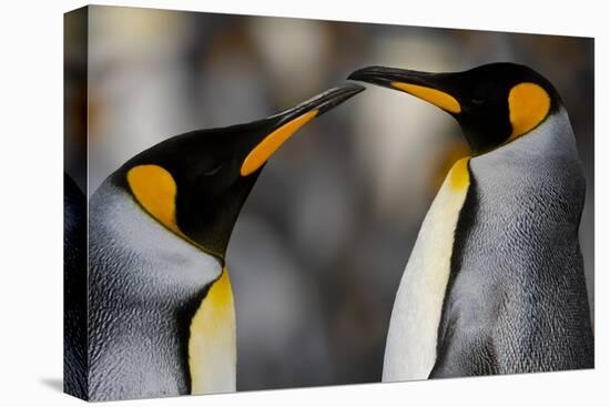 Antarctica, South Georgia, King penguin pair-George Theodore-Premier Image Canvas