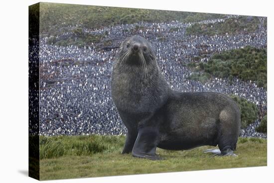 Antarctica, St. George Island. Fur seal close-up and thousands of king penguins in background.-Jaynes Gallery-Premier Image Canvas