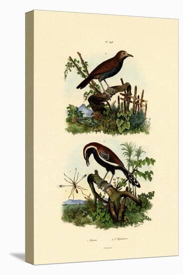 Antbirds, 1833-39-null-Premier Image Canvas