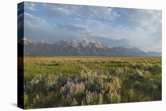 Antelope Flats lupines and sagebrush. Grand Teton National Park-Alan Majchrowicz-Premier Image Canvas