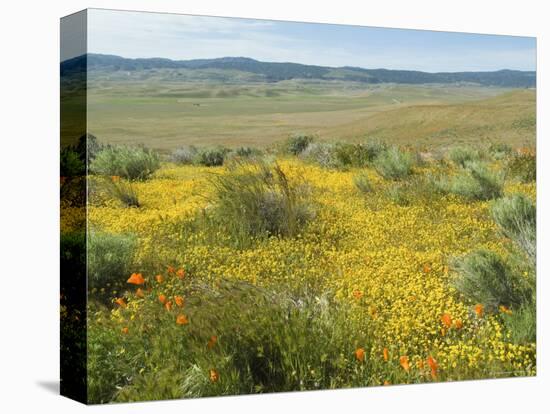 Antelope Valley Poppy Reserve, California, USA-Ethel Davies-Premier Image Canvas