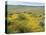 Antelope Valley Poppy Reserve, California, USA-Ethel Davies-Premier Image Canvas