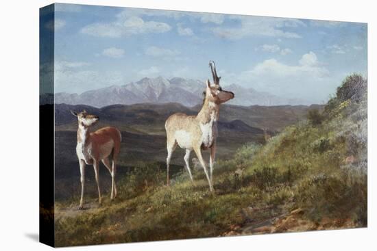 Antelope-Albert Bierstadt-Premier Image Canvas